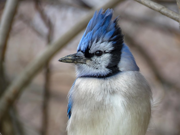 Photo close-up of a bird looking away