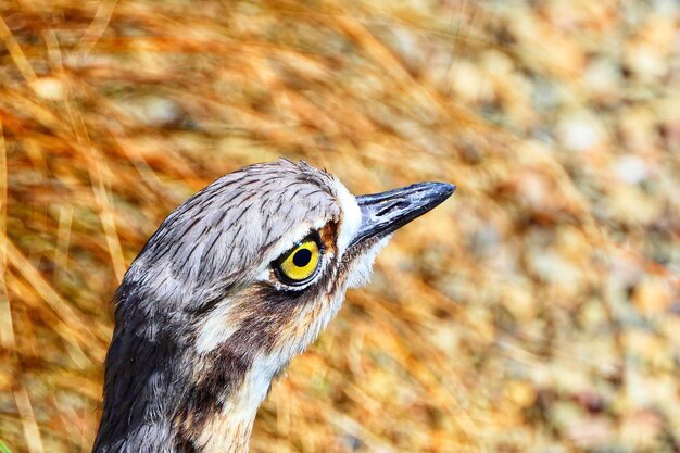 鳥が遠くを見ているクローズアップ