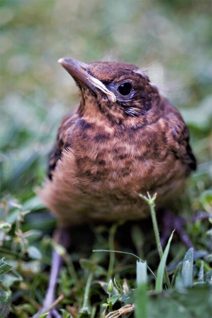 鳥が遠くを見ているクローズアップ