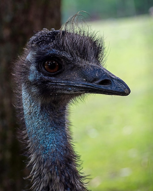 鳥が遠くを見ているクローズアップ