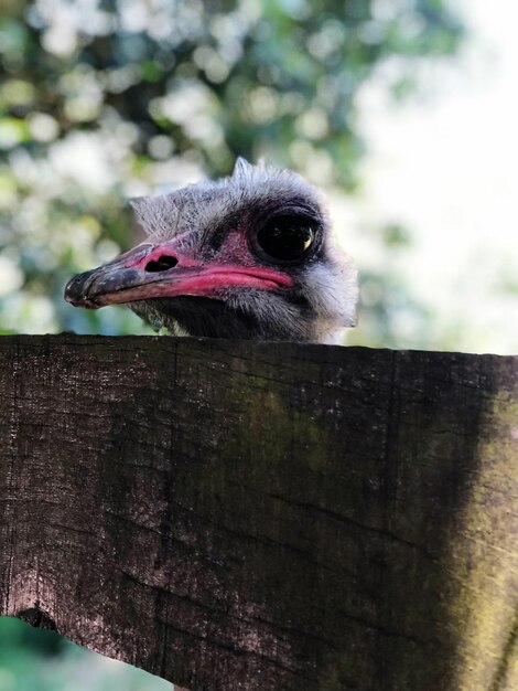 Close-up of a bird looking away