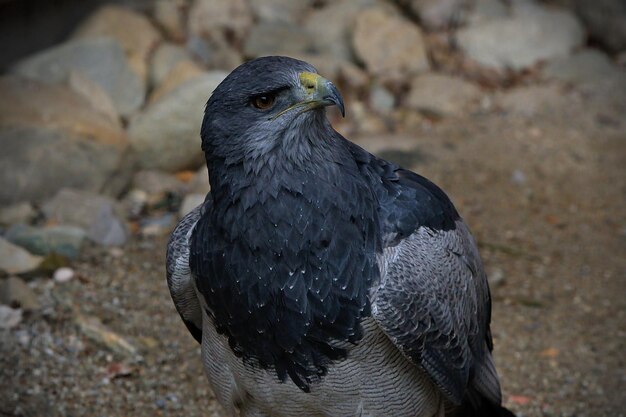 Foto close-up di un uccello che guarda da un'altra parte