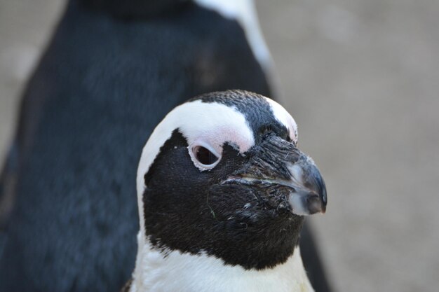 Photo close-up of a bird looking away