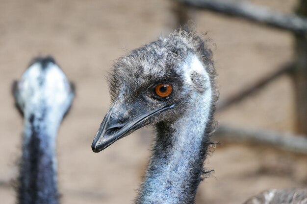 Photo close-up of a bird looking away