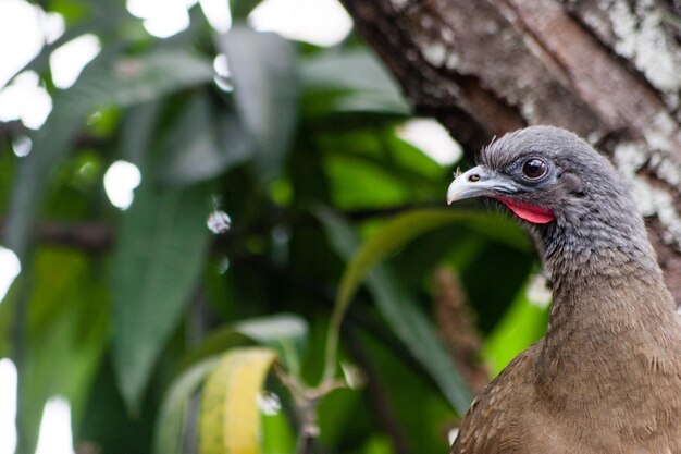 Close-up of a bird looking away