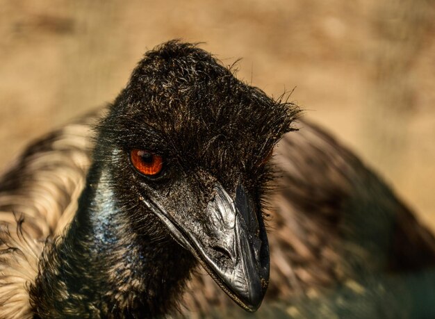 Photo close-up of a bird looking away