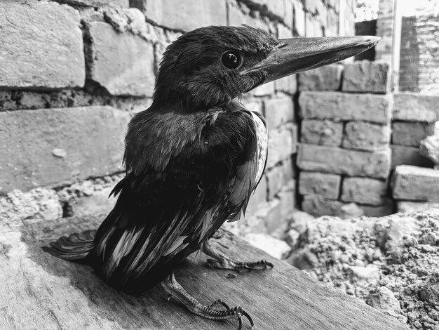 Foto close-up di un uccello che guarda da un'altra parte