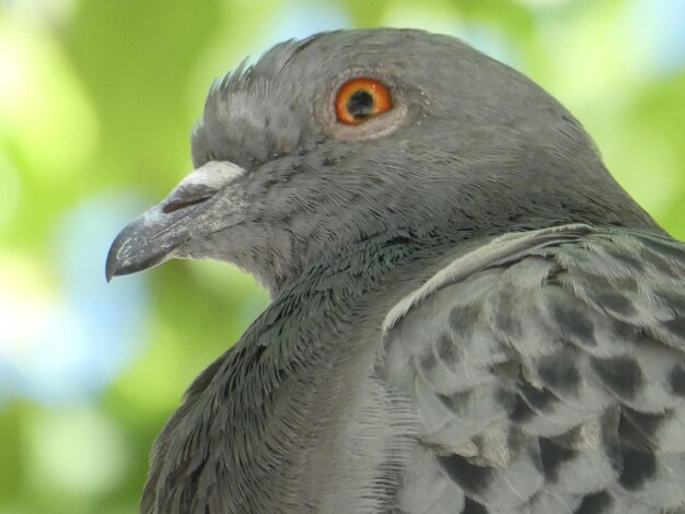 Foto close-up di un uccello che guarda da un'altra parte