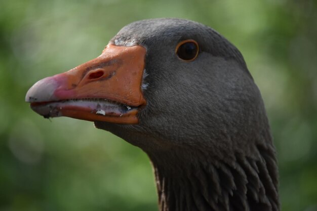 Photo close-up of a bird looking away