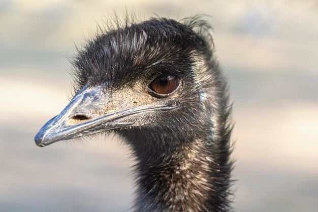 Photo close-up of a bird looking away