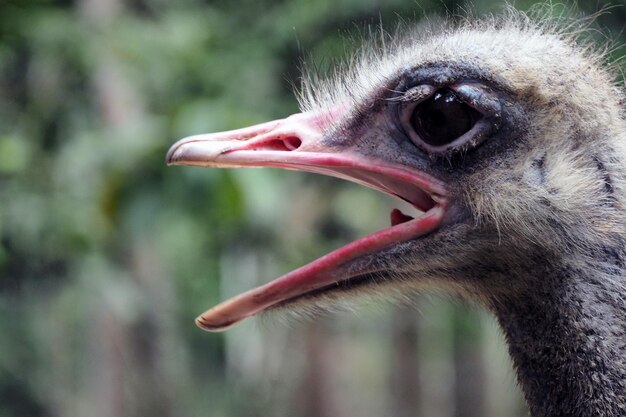 鳥が目をそらしているクローズアップ