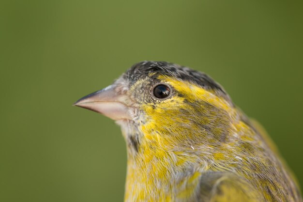 Foto close-up di un uccello che guarda da un'altra parte