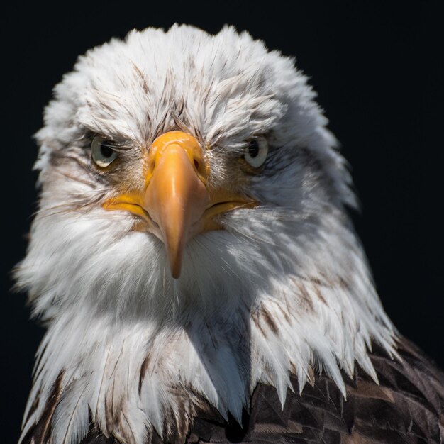 Photo close-up of a bird looking away