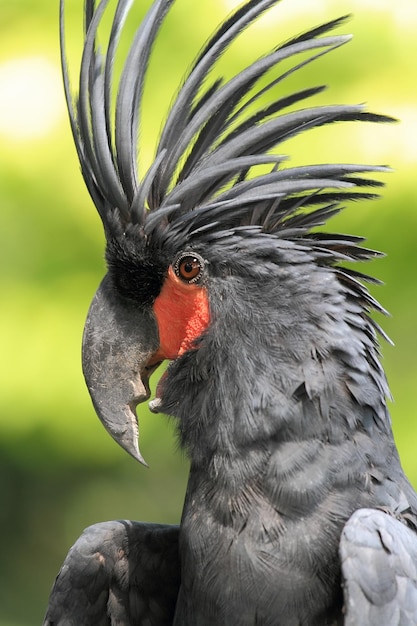 Foto close-up di un uccello che guarda da un'altra parte