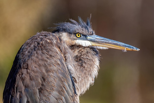 Foto close-up di un uccello che guarda da un'altra parte