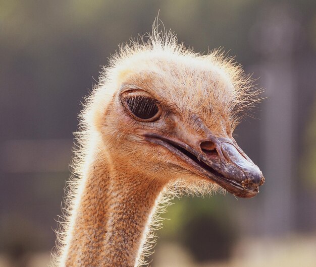 Close-up of a bird looking away