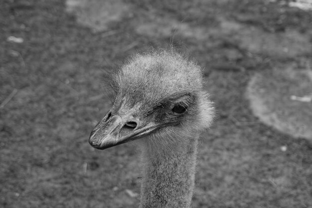 Photo close-up of a bird looking away