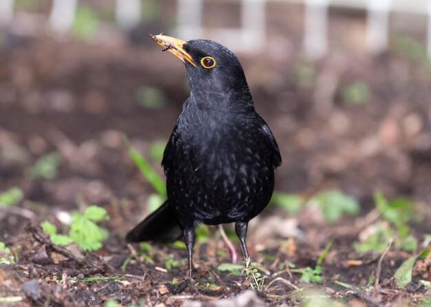 Photo close-up of a bird looking away