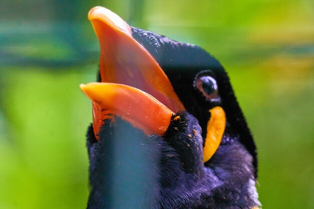 上を見上げている鳥のクローズアップ