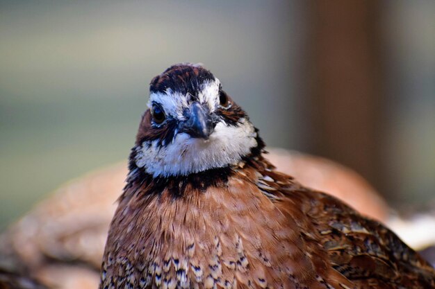 Photo close-up of a bird looking