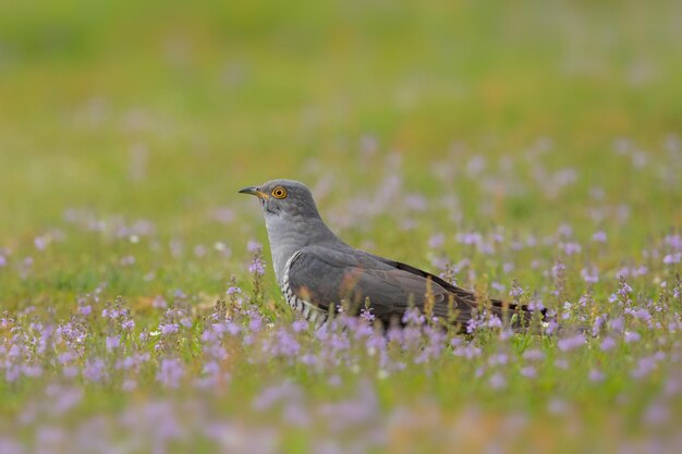 草原の鳥のクローズアップ