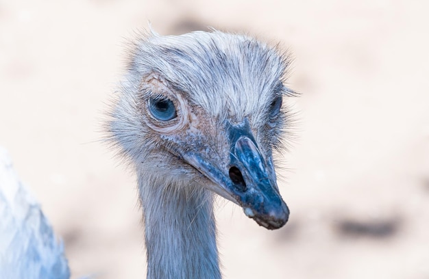 Foto close-up di un uccello nandu o avestruz