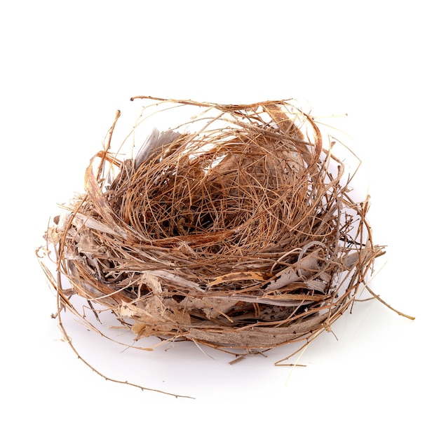 Photo close-up of bird nest against white background