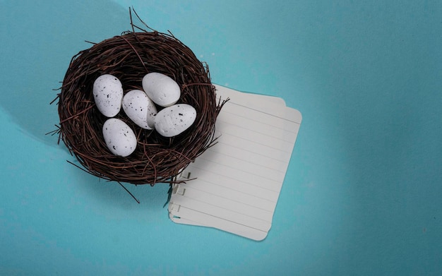 Close up of bird nest with two eggs