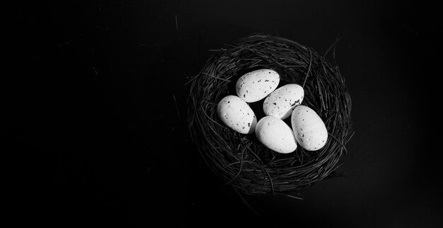 Close up of bird nest with two eggs