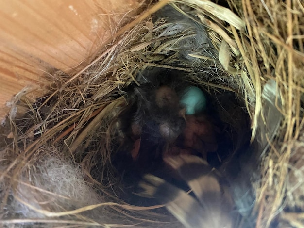 Photo close-up of bird in nest
