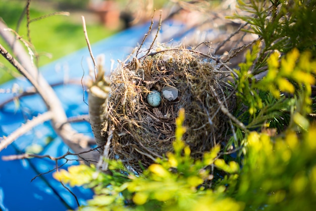 Close-up of bird in nest