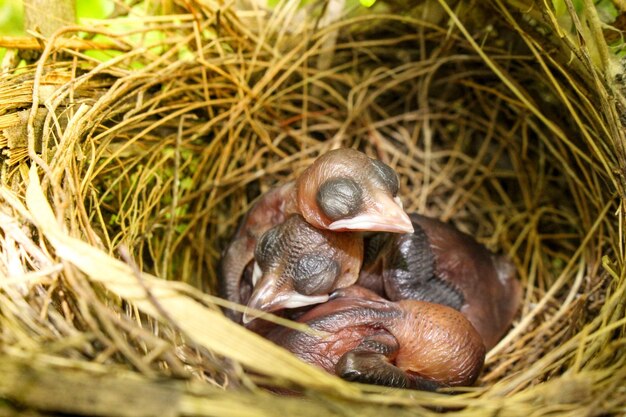 Photo close-up of bird in nest