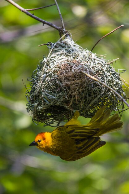 鳥の巣のクローズアップ