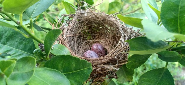 Close-up of bird in nest