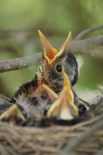 Foto prossimo piano di un uccello nel nido