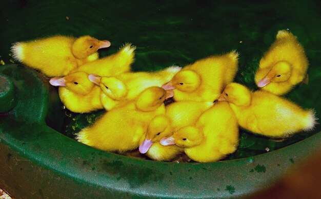 Foto close-up di un uccello in un nido