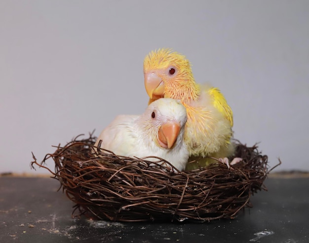 Photo close-up of bird in nest