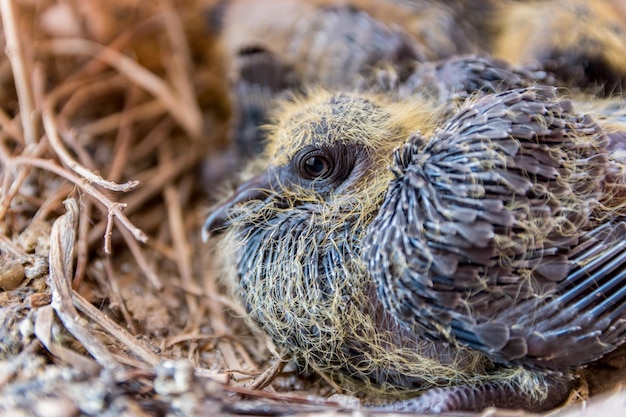 Photo close-up of bird in nest