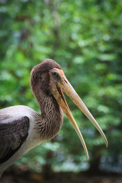 Photo close-up of bird outdoors