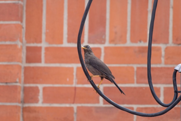 Photo close-up of a bird outdoors