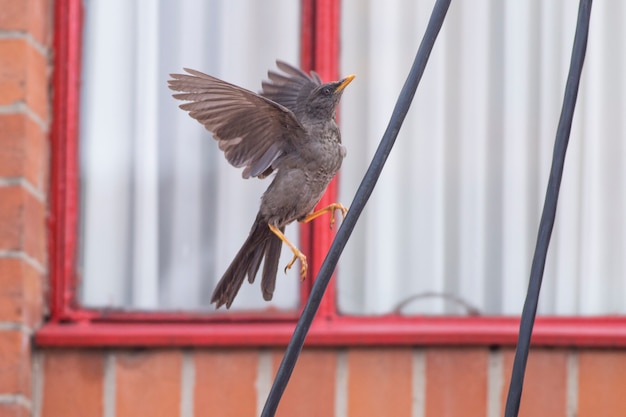 Photo close-up of a bird outdoors