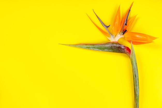 Close-up of bird of paradise over yellow background