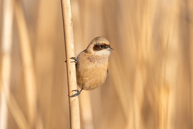 닫기 새 Penduline 젖꼭지 Remiz pendulinus 남성 클로즈업