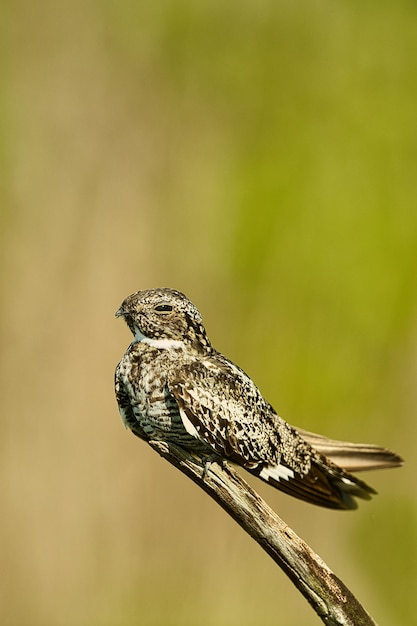 Photo close-up of bird perched on branch