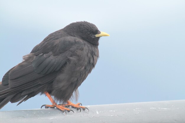 Foto close-up di un uccello appoggiato contro un cielo limpido