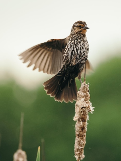 Close-up of bird perching against sky