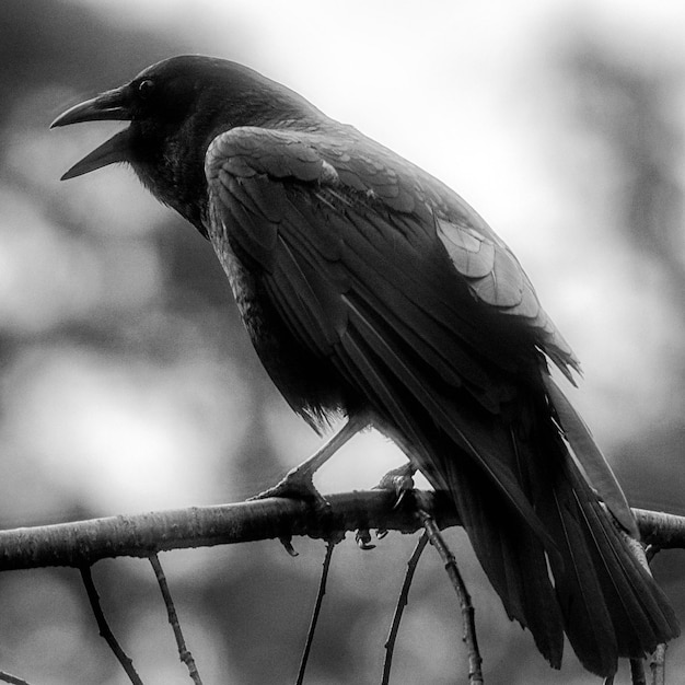 Photo close-up of bird perching against sky