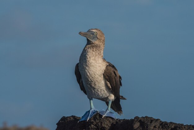 Photo close-up of bird perching against sky