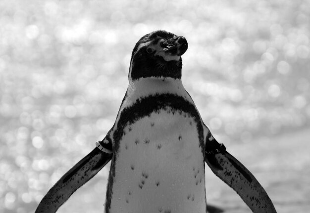 Foto close-up di un uccello appoggiato contro il cielo