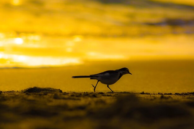 Foto close-up di un uccello appoggiato sulla spiaggia contro il cielo durante il tramonto